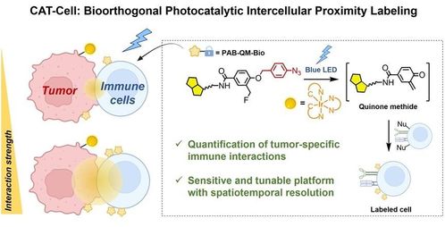 突破細(xì)胞互作研究瓶頸 陳鵬與樊新元團(tuán)隊(duì)開發(fā)革命性生物正交光催化標(biāo)記技術(shù)