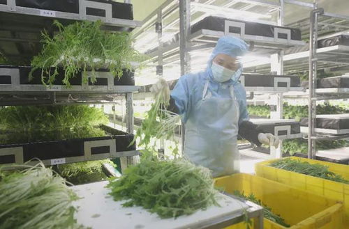 萬綠湖旁的明星 河源高新區(qū)植物工廠以醫(yī)藥技術(shù)種出放心菜